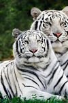 pic for white bengal tigers 